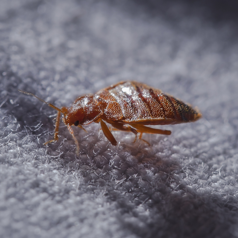 Bed Bugs