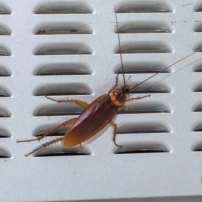 Cockroaches